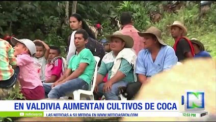 Aumenta los cultivos de coca en Valdivia, Antioquia