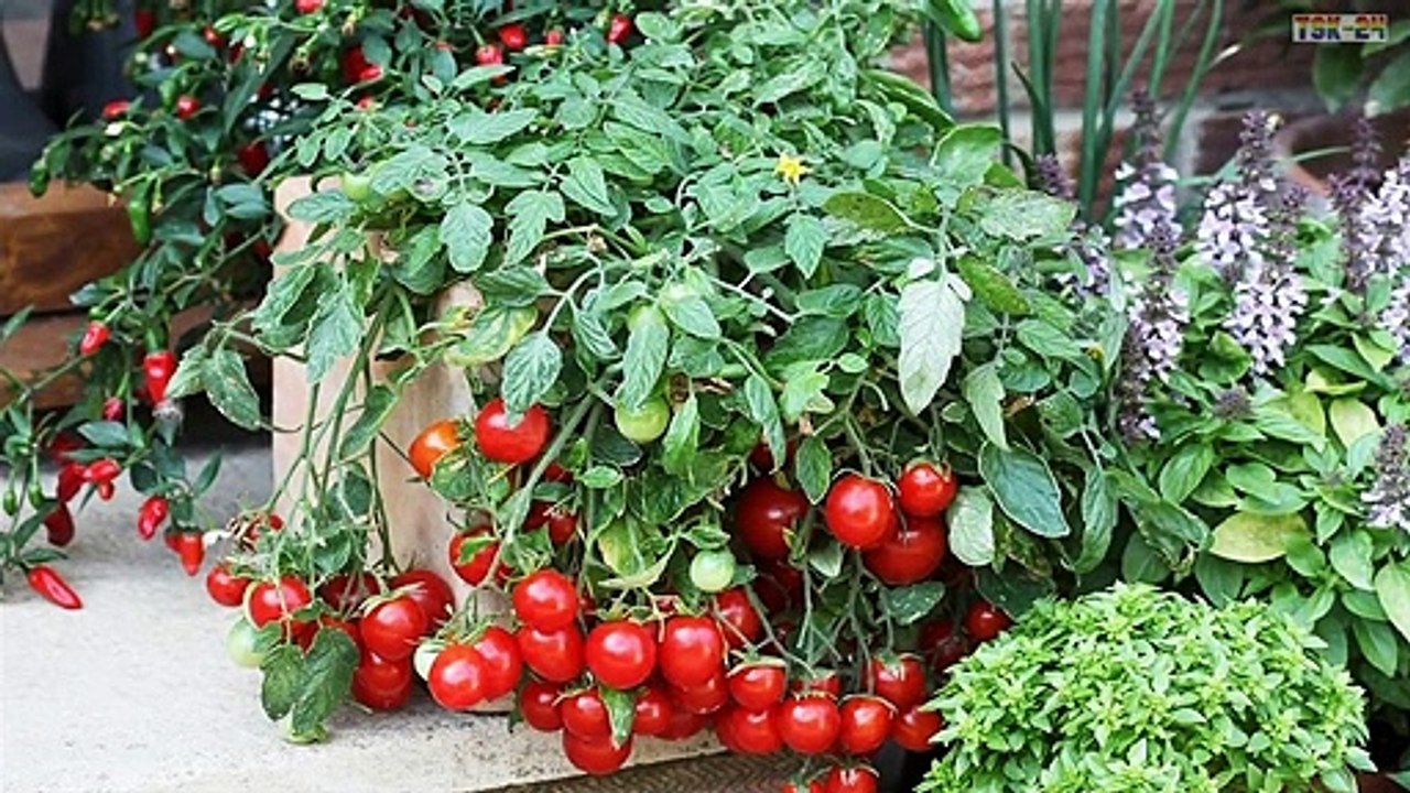 How to Grow Tomatoes at Home - Growing Tomatoes In Containers - Growing Tomatoes in Pots