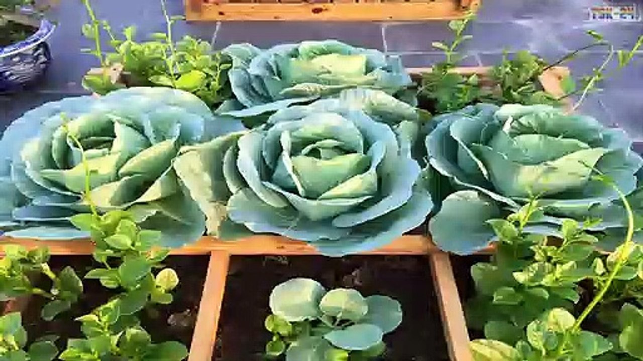 WOW! Amazing Agriculture Technology - Cabbage