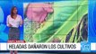 Bajas temperaturas dejan millonarias pérdidas para los agricultores de Nariño