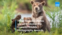 These hilarious photos are all finalists in the Comedy Wildlife Photography Awards