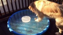 Dog Tries to Fetch Ball from Freezing Pool