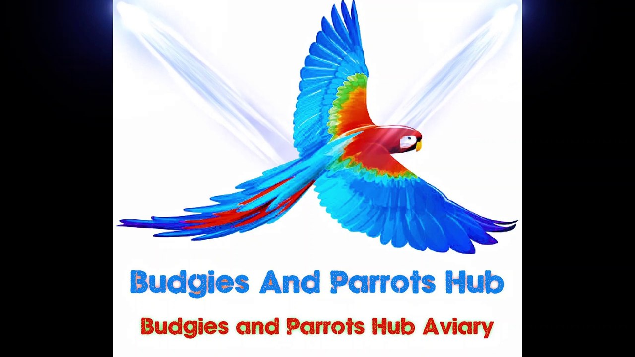 Budgies Colony Breeding Progress, बजरी तोता कॉलोनी ब्रीडिंग प्रोग्रेस ||