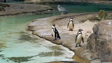 penguins-at-the-zoo