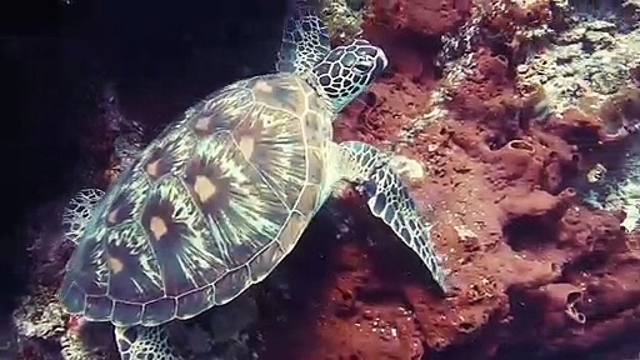 turtle-underwater