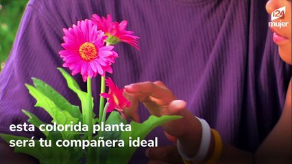 ¿Cuáles son las mejores plantas para tener en tu hogar?