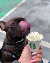 Funny Puppy Lick Lick Lick