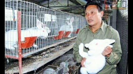 Lãi lớn nhờ nuôi thỏ