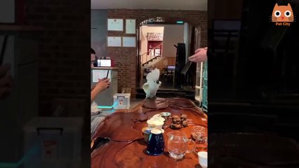 Trata de no reirte - videos de animales #4