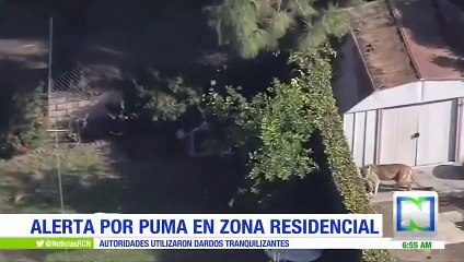 Un puma causó pánico en un barrio residencial de Azusa, en California