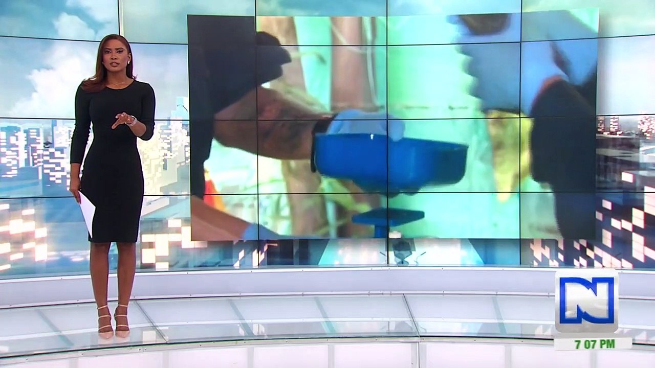 Biólogos y veterinarios trabajan por salvar animales tras contaminación con crudo en Santander