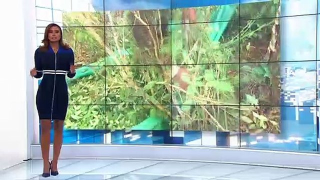 Pese a amenazas, ya son 58.000 las familias vinculadas a programas de erradicación de cultivos ilícitos