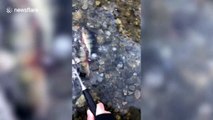 Walker breaks ice with a hammer to save fish trapped in frozen lake