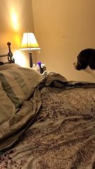 Hidden camera!    When Bruno the pitbull wants to go to bed