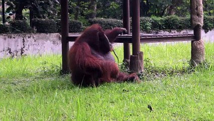 Polémica por orangután fumador en zoológico de Indonesia