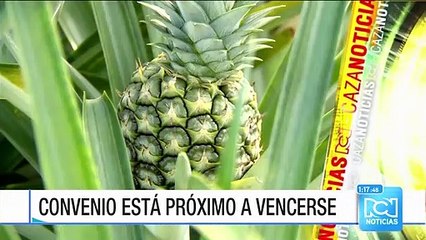 Grupo de desmovilizados en Casanare se quedó sin apoyo para sus proyectos productivos