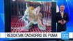 Autoridades ambientales rescataron a cachorro de puma en Antioquia