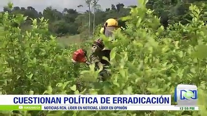 Analistas cuestionan política de erradicación del gobierno Santos