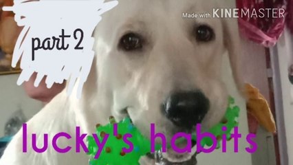 habits of labrador | habits of my lucky