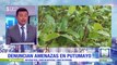 Promotores de sustitución de cultivos ilícitos denuncian amenazas en Putumayo