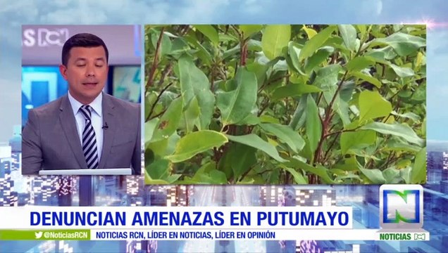 Promotores de sustitución de cultivos ilícitos denuncian amenazas en Putumayo