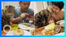 Kucing peliharaan lucu ini ‘curi’ suami majikannya - TomoNews