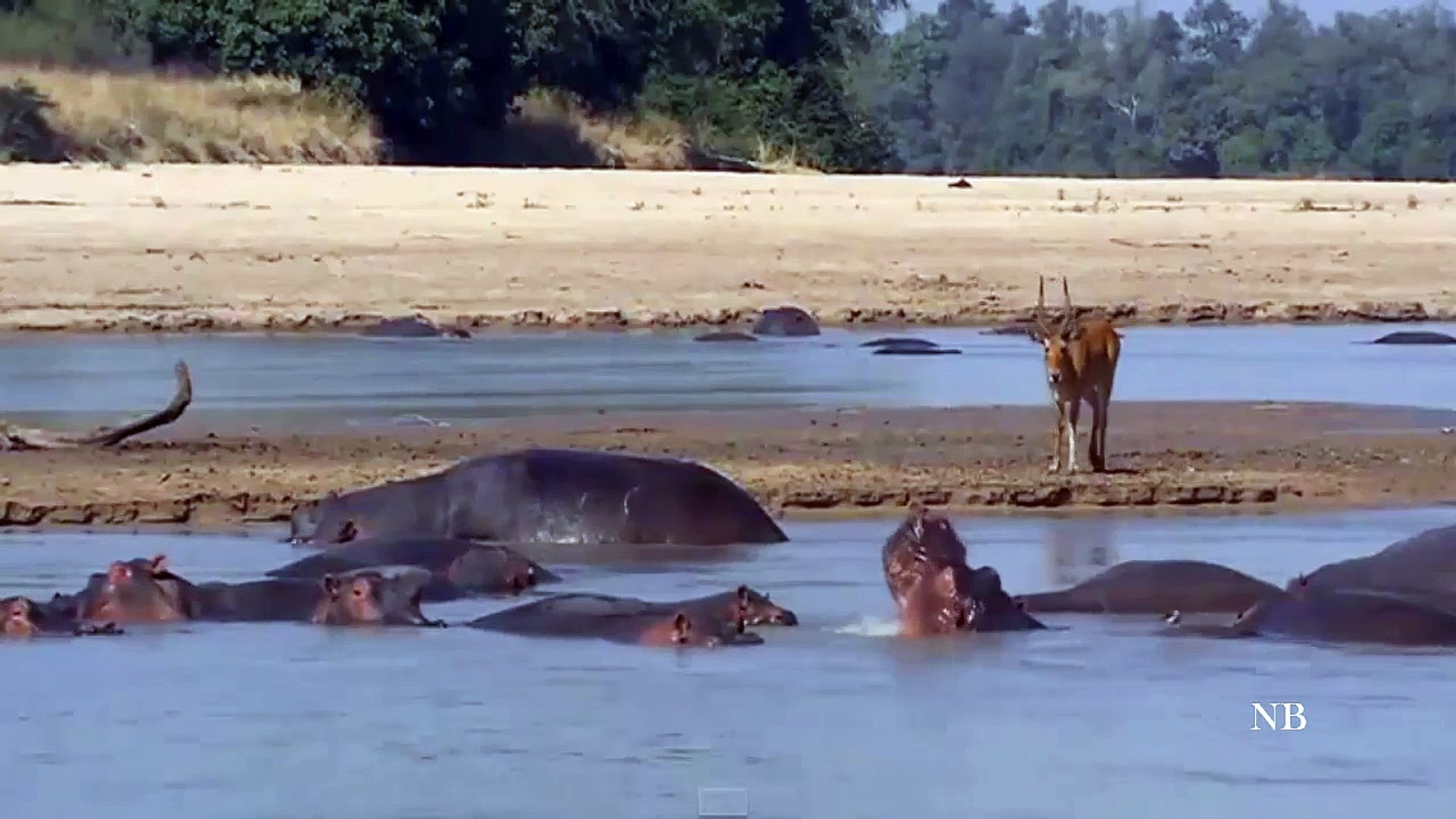 ⁣animals video Natural animals