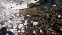 Tunceli’de balık avlayan yılan görüntülendi