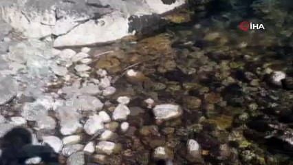 Tunceli’de balık avlayan yılan görüntülendi