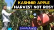 Kashmir apple growers harvest fruit, expect slump |  Oneindia News