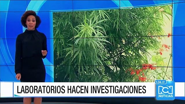 Aún no está autorizada la venta de productos derivados de la marihuana para efectos medicinales