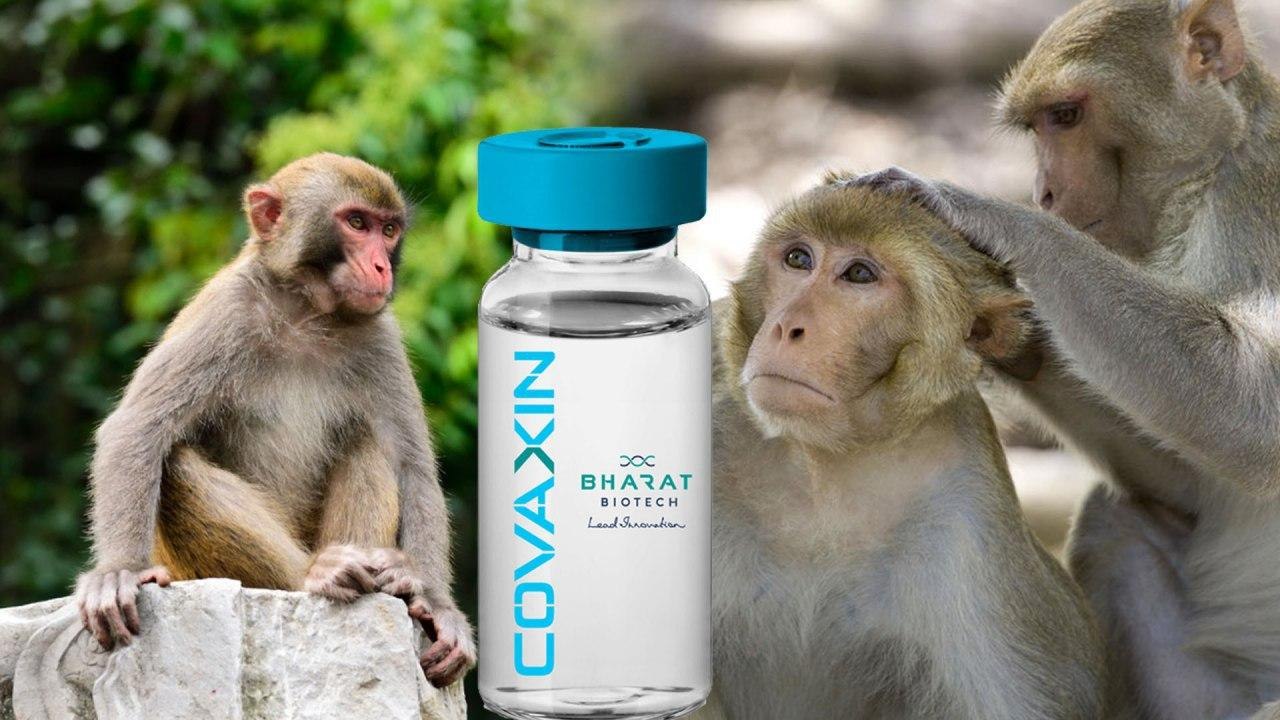#COVID19Vaccine: Bharat Biotech's COVAXIN Animal Trails Successful || Oneindia Telugu