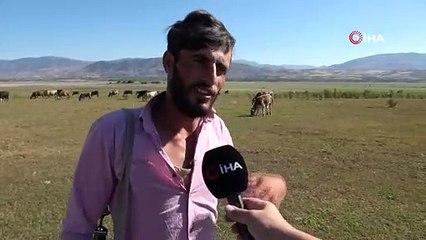 Suların çekildiği baraj gölü, hayvanlara otlak oldu