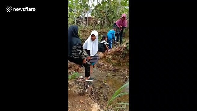 Amusing moment tree trunk collapses beneath weight of children