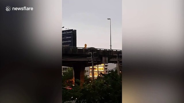 Giant gold Buddha statue appears to move mysteriously along highway