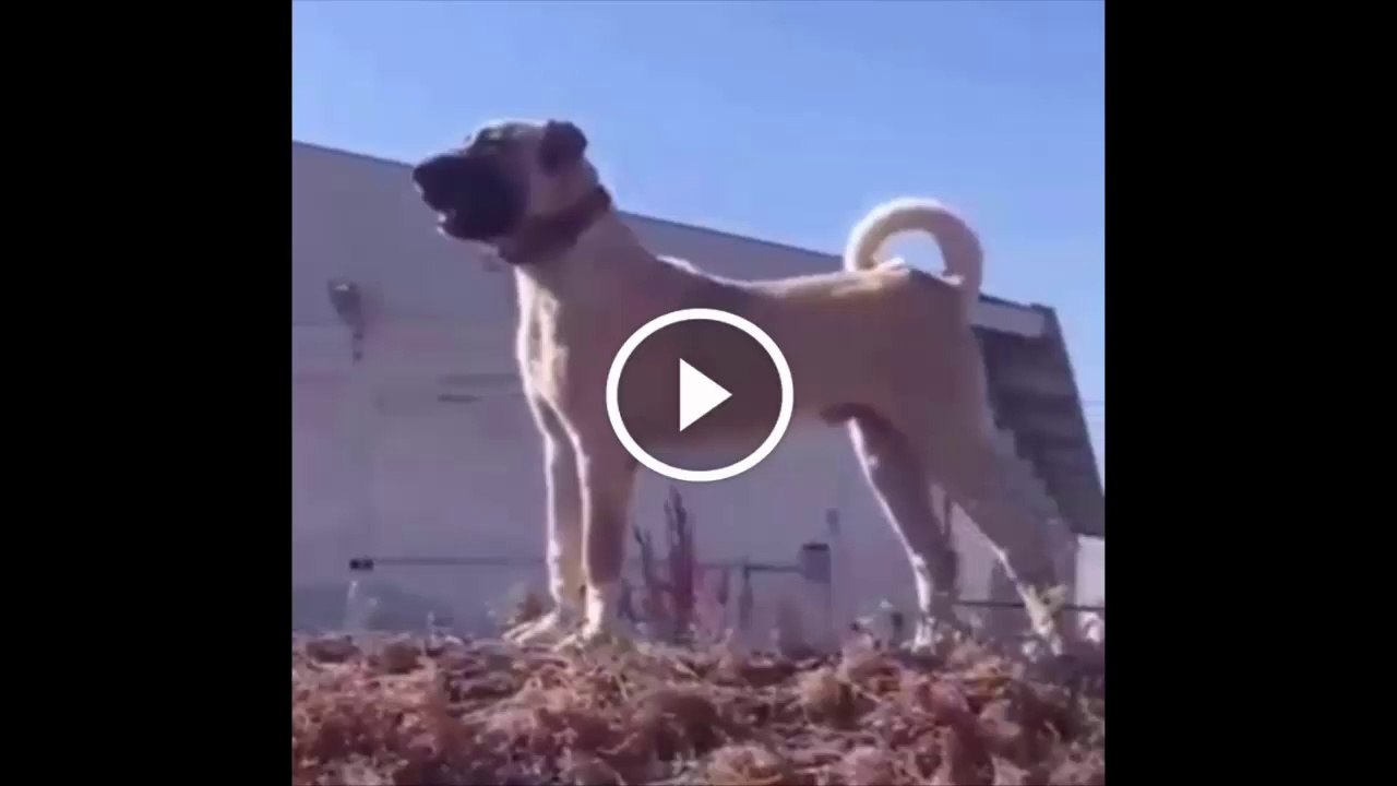 RESiM GiBİ ANADOLU COBAN KOPEGi - ANATOLiAN SHEPHERD DOG