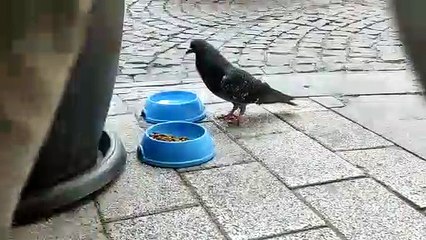 Kedi maması yiyen güvercin görenleri şaşırttı