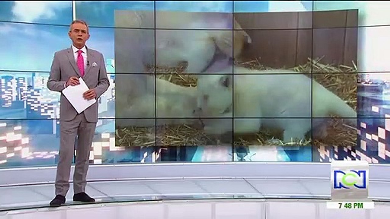 En zoológico de Francia nacieron cuatro crías de león blanco