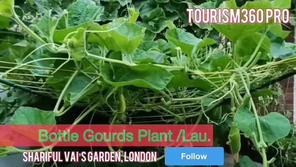 Fresh vegetables garden in London