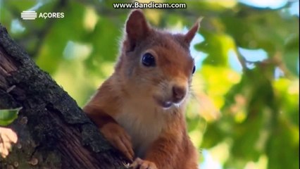 RTP Açores - Natureza e Vida Selvagem (2020)