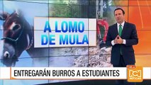 Estudiantes de Arauca recibirán burros para transportarse a sus escuelas