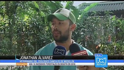 Rescatan en Medellín a un lobo gris, especie oriunda de Estados Unidos