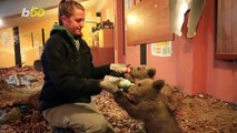 Adorable Orphan Bears Released Into the Wild
