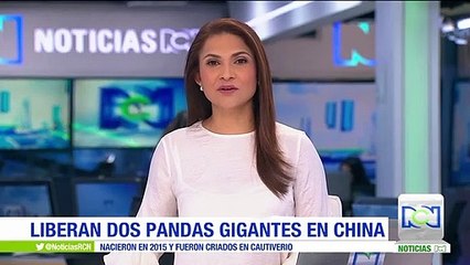 Liberan a dos pandas gigantes en China