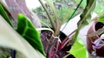 Jardinería | La raíz y sus cuidados - Nex Panamá