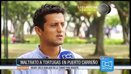 Denuncian maltrato a tortugas en la orilla del río Orinoco