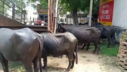 कटने जा रही 18 भैंसे पुलिस ने पकड़ी