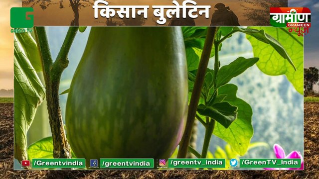 Kisan भाईयों ने विकसित की Brinjal की नई किस्म, अब देश विदेश में होगी अंधारवाड़ी के बैंगन की खेती : Kisan Bulletin : Grameen News