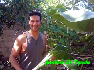 COMO SEMBRAR CORRECTAMENTE PLANTA DE PLATANO