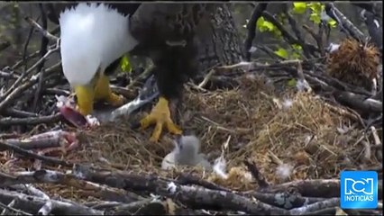 El momento en que dos águilas calvas alimentan a su cría